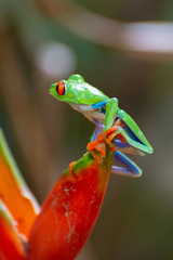 Green tree frog Costa Rica