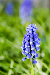 Muscari