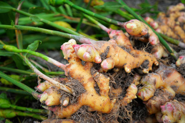 fresh ginger plant farm harvest ginger root plant on agricultural area - 240187494