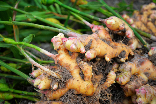 fresh ginger plant farm harvest ginger root plant on agricultural area  Stock Photo | Adobe Stock