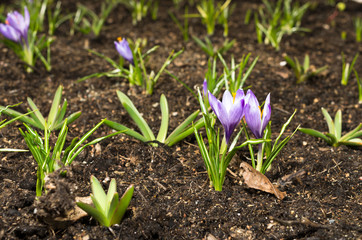Crocus