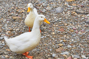 Ducks walking on the ground. Copy space.