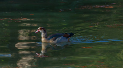 paddling Egyptian goose
