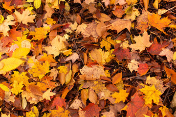 Yellow Orange and Red Maple Leaves