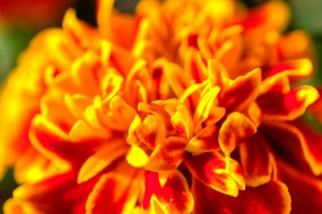 Tagetes