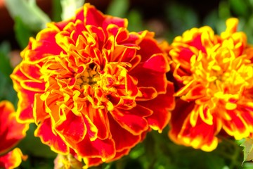 Tagetes