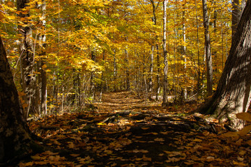 Wide Forest Trail with Tree Roots and Orange Fall Leaves