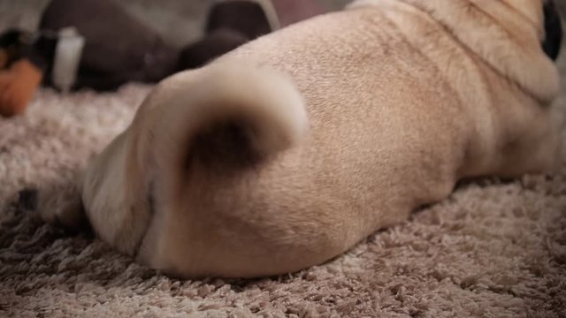 Pug dog curl tail up and down. Mood feeling great, proud. Body language. High spirits. Elation. stroking