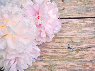 Delicate Pink Peonies