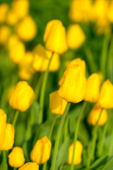 Obraz premium Tulip