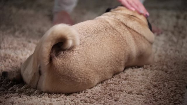 Pug dog curl tail up and down. Mood feeling great, proud. Body language. High spirits. Elation. Reaction to its owner. Stroking pet. Dog loves owner.