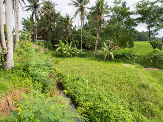 Obraz premium View of Rice Terrace from close up 