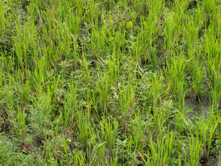 Green Rice Paddy in Field