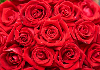 Close-up of a bouquet of red roses
