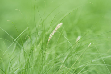 Background of mission grasses in the garden