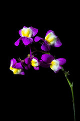 Obraz na płótnie Canvas Purple flower