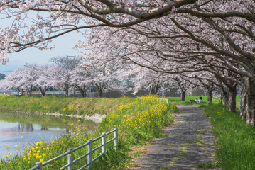Fototapeta na wymiar 日本の桜風景