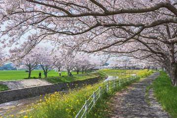 Fototapeta premium 日本の桜風景
