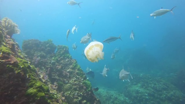 Tropical fish eating a large Jellyfish on a coral reef
