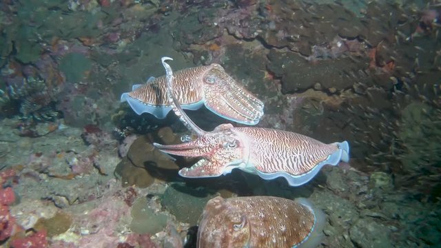 Pharaoh Cuttlefish mating ritual on a tropical coral reef (Richelieu Rock)