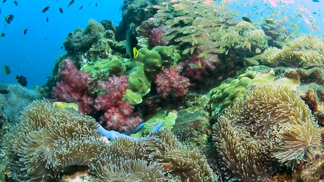 Colorful tropical fish swimming around an underwater tropical coral reef