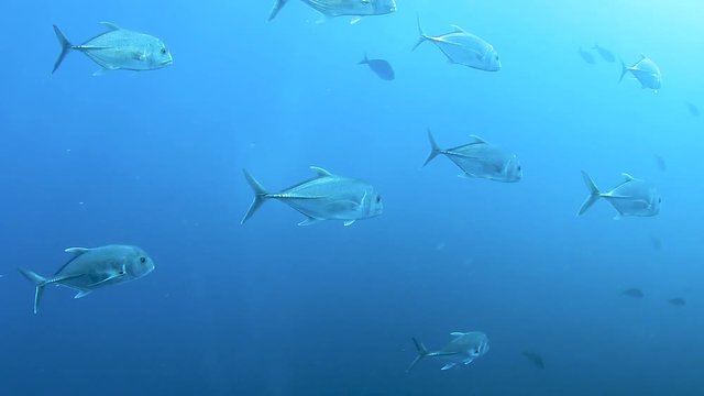 Trevally hunting in a blue ocean near a coral reef