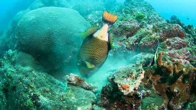 Large Titan Triggerfish feeding on a tropical coral reef (Koh Bon, Thailand)