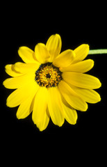 Yellow flower isolated on white background
