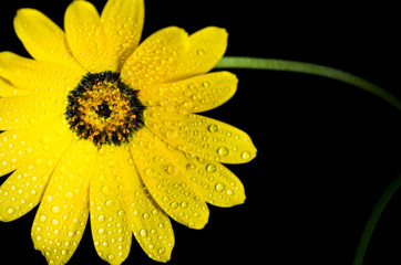 Yellow flower isolated on white background