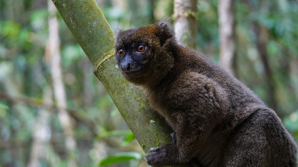 Greater Gray Bamboo Lemur