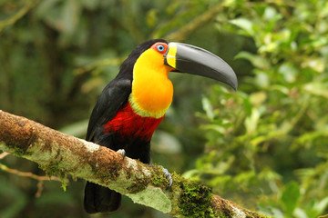 toucan on a branch