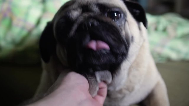 Сute pug dog licking its paw and lying on the floor. Home
