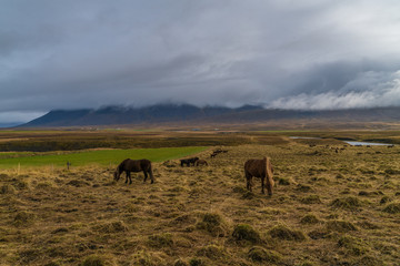 Iceland scenic coastal plain