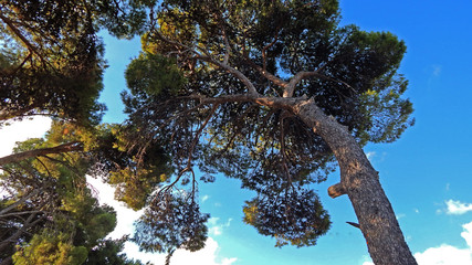 crowns of pines against the blue sky