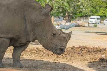 Fototapeta premium African White Rhino w zoo