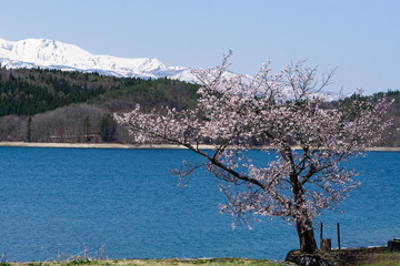 青木湖の1本桜