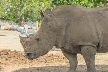 Obraz premium African White Rhino w zoo