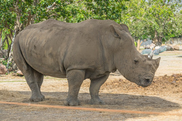 Naklejka premium African White Rhino w zoo