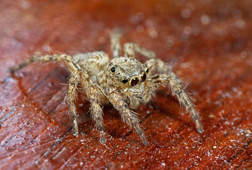 Macro Photo of Jumping Spider on Wooden Floor