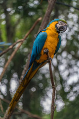 Blue and Gold Amazon Parrot in tree