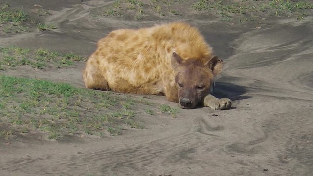 Spotted Hyena standing in Serengeti National Park, Tanzania in Africa. Species Crocuta crocuta along the dirt road in Serengeti National Park. Iena ridens or hyena maculata outdoor.