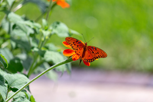 Viceroy butterfly on a flower