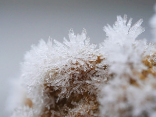 natural design with frost crystals on a plant close up