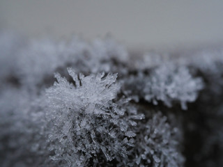 natural design with frost crystals on a plant close up