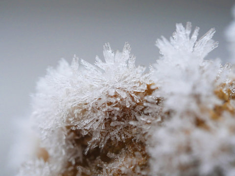 natural design with frost crystals on a plant close up