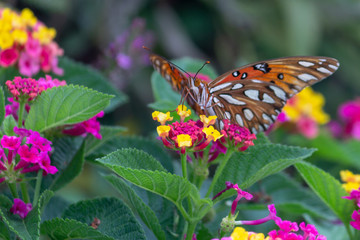 butterfly on a flower
