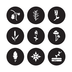 9 vector icon set : Rowan, Rosemary, Poplar, Poppy, Protea, Rose, Reed, Poinsettia isolated on black background