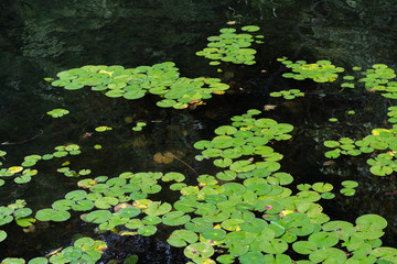 Green Lily Pads