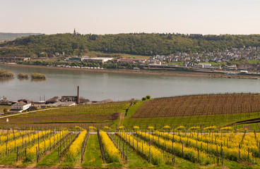 Grape fields in Rudesheim