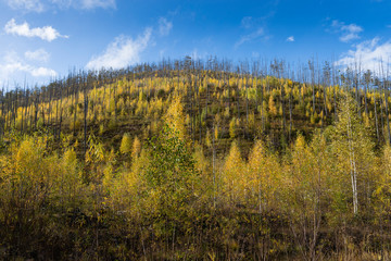Beautiful autumn in the mountains East of Russia Khabarovsk Region. Autumn in the forest in a mountain region of Khabarovsk region of Russia.